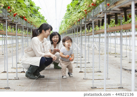 草莓家庭 草莓家庭 44922136