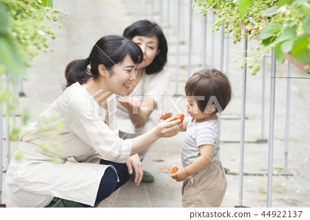 草莓家庭 草莓家庭 44922137