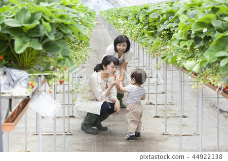 草莓家庭 44922138