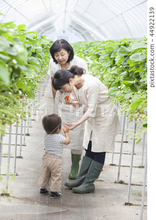 草莓家庭 草莓家庭 44922139
