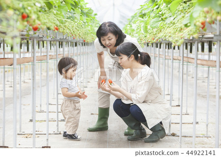 草莓家庭 草莓家庭 44922141