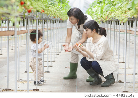 草莓家庭 草莓家庭 44922142