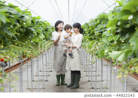 草莓家庭 草莓家庭 44922143