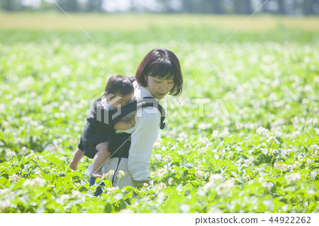 Parent and child of potato field 44922262