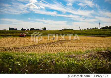 Rice reaping 44922324