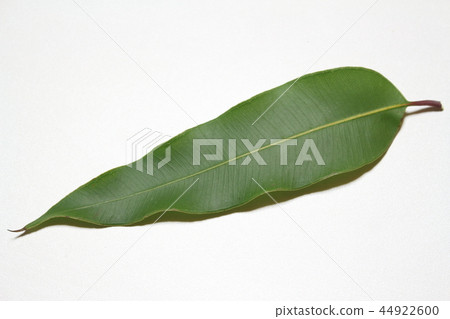 Lemon eucalyptus 44922600