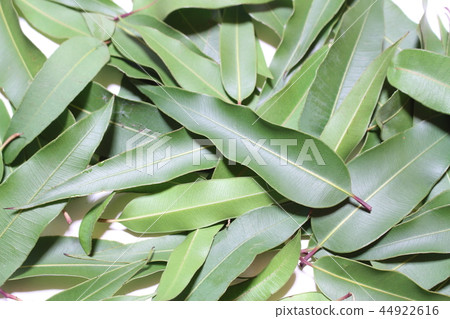 Lemon eucalyptus 44922616