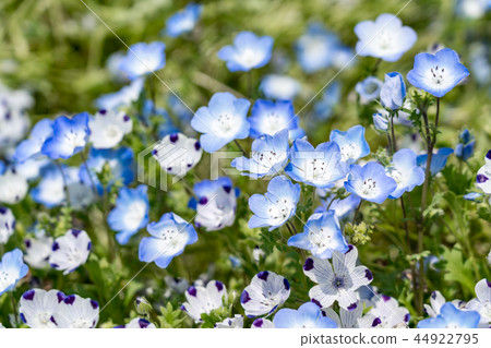 [Yamanashi] Nemophila in full bloom 44922795