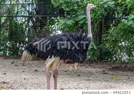 鴕鳥 44922851