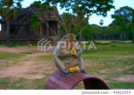 柬埔寨破壞了吳哥猴的世界遺產 柬埔寨破壞了吳哥猴的世界遺產 44922914