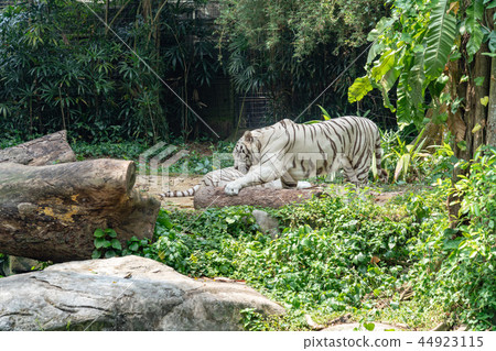 White Tiger   44923115