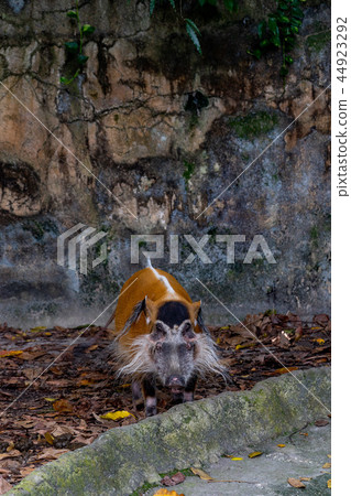 Red-tailed Wild Boar Red-tailed Wild Boar 44923292