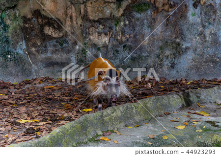 Red-tailed Wild Boar 44923293