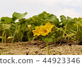 Pumpkin flower 44923346