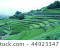 Rice terraces 44923347