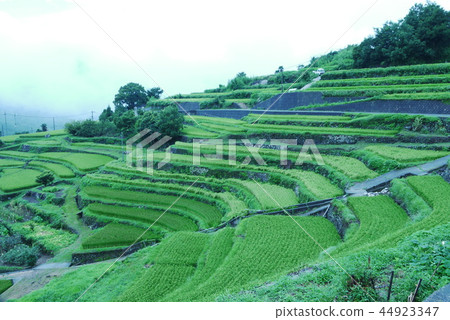 Rice terraces 44923347