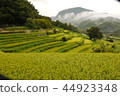 Rice terraces 44923348