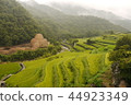 Rice terraces 44923349