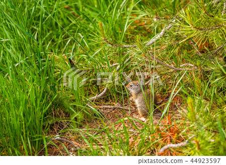 Uinta ground squirrel Uinta ground squirrel 44923597