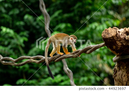 Squirrel monkey 44923697