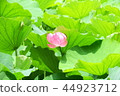 Lotus flower  44923712