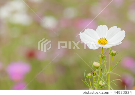  宇宙領域 44923824