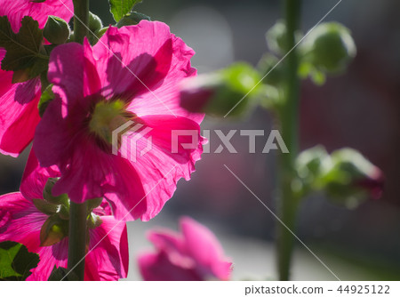 Purple mallow in sunny day 44925122
