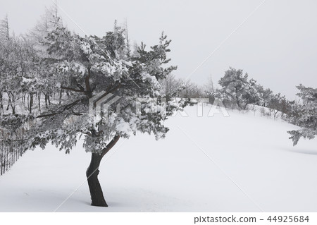 Winter tree 44925684