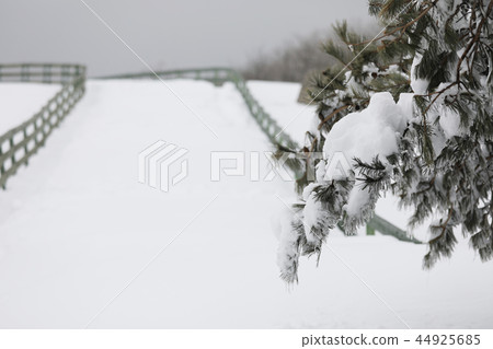 Winter pine 44925685