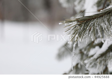 冬天的松樹 44925688