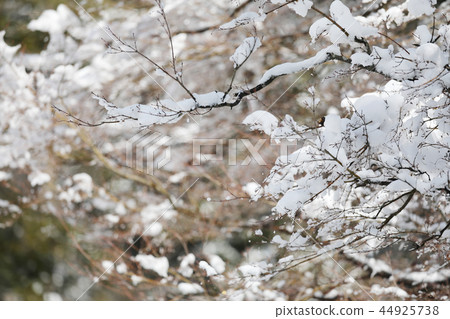 Winter tree 44925738