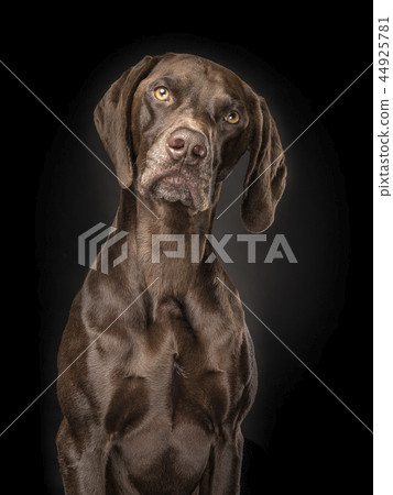 Portrait Of A Brown German Short Hair Pointer Stock Photo