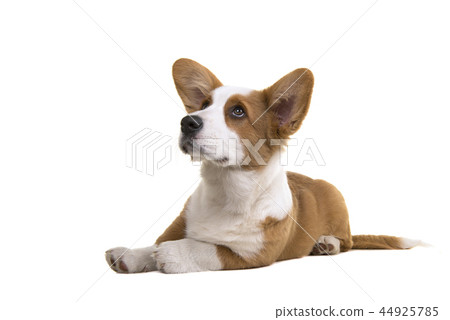Welsh corgi puppy dog lying down on the floor Welsh corgi puppy dog lying down on the floor 44925785