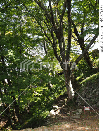 津和野（津和野城堡） 44925822