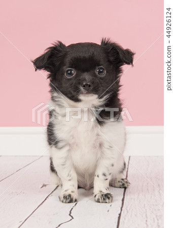 Cute black and white chihuahua puppy  44926124