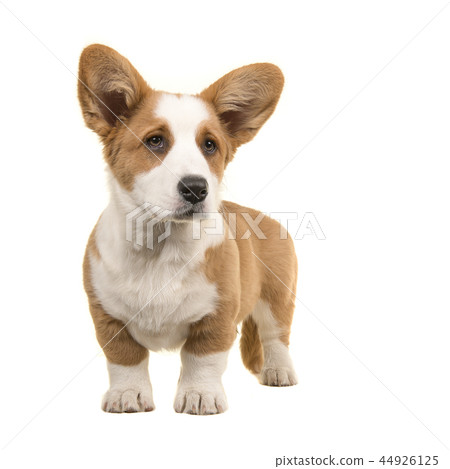 Brown and white welsh corgi pembroke puppy Brown and white welsh corgi pembroke puppy 44926125