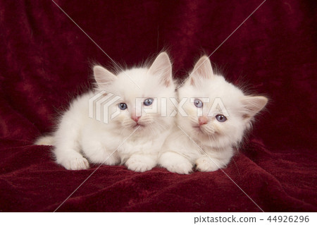 Two baby ragdoll cats lying on burgundy velvet Two baby ragdoll cats lying on burgundy velvet 44926296