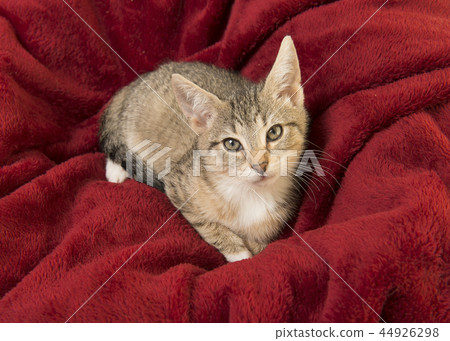 Cute tabby young cat looking up 44926298