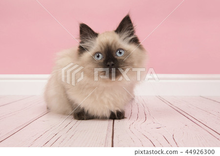 Cute rag doll cat with blue eyes in a pink studio  44926300