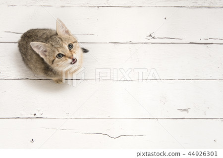 Cute tabby young cat looking up seen from a high 44926301