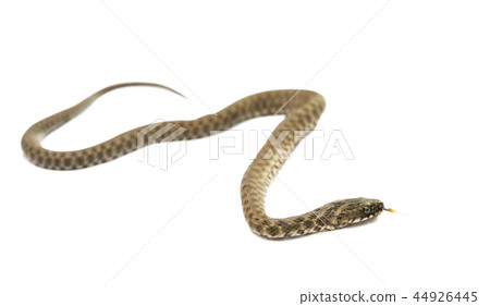 snake isolated snake isolated 44926445