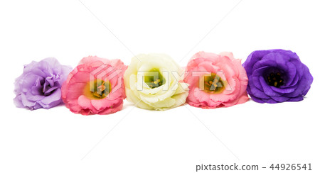 eustoma flower isolated 44926541
