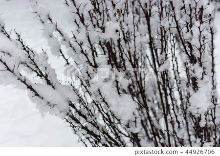 Prickly branches in snow close up in winter forest Prickly branches in snow close up in winter forest 44926706