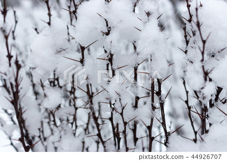 Prickly branches in snow close up in winter forest Prickly branches in snow close up in winter forest 44926707