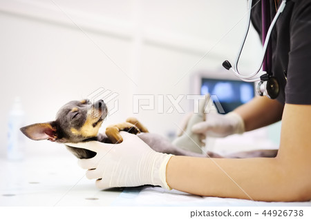 Dog having ultrasound scan in vet office Dog having ultrasound scan in vet office 44926738
