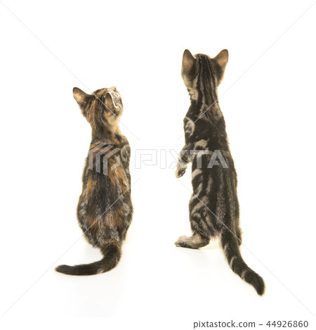 Two kitten cats seen on the back looking up 44926860