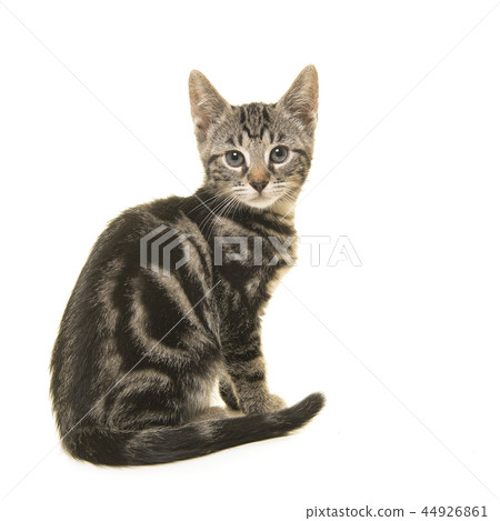 Young tabby cat seen from the side 44926861