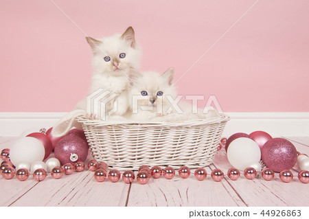 Baby ragdoll in a basket with christmas decoration Baby ragdoll in a basket with christmas decoration 44926863