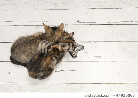 Two kittens eating meat out of a bowl  44926868