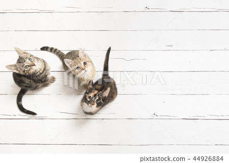 Three cute kittens looking up  44926884